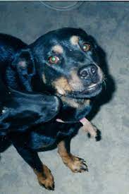 Pin On Lost And Found Pets