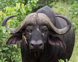 Fond D Ecran La Nature Herbe Faune Buffle Olympe Natur Safari Corne Afrique Du Sud Np Museau Savane Le Betail Comme Un Mammifere BÅ“uf Parc National Kruger Buffles D Eau S Dafrika Kaffernb Je connais tout sur les animaux. fond d ecran la nature herbe faune buffle olympe natur safari corne afrique du sud np museau savane le betail comme un mammifere bÅ“uf parc national kruger buffles d eau s dafrika kaffernb