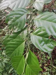 Image result for Strombosia