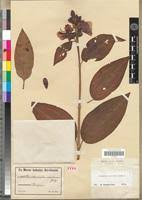 Image result for Dissotis melleri