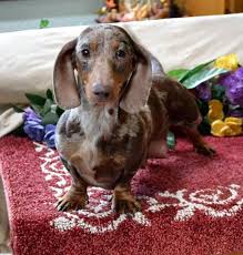 Black And Tan Chiweenie For Sale Mini Dachshund Puppies For Sale Black Tan Doxie Breeder Short Hair Pups Dachshund Puppy Black Dapple Dachshund Daschund Dog