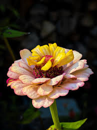 Image result for Ozoroa nigricans