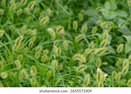 Image result for Setaria atrata