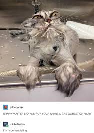 Literally Just 18 Unrelated Tumblr Posts That Made Me Laugh For No Real Reason Harry Potter Funny Funny Animals Harry Potter Jokes