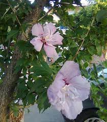 Still, it is the most popular among korean, and its breed extends from china, korea, to himalayan regions bordering india, pakistan, and nepal. Korea S National Flower Korea Net The Official Website Of The Republic Of Korea