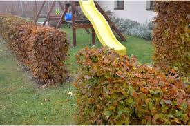 Image result for hornbeam hedge in winter