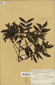 Image result for Pyrostria