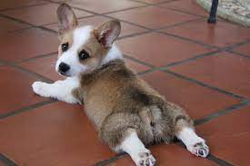What Is A Sploot And Why Do Cats Dogs Do It Pet Keen