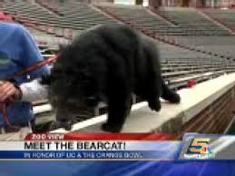 The roaring bearcat strolling on the wood. Zoo View Lucy The Bearcat Youtube
