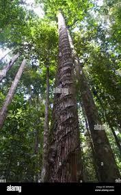 Image result for Manilkara obovata