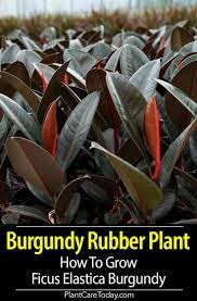 Ficus Elastica Burgundy Care How To Grow The Burgundy Rubber Plant Ficus Elastica Rubber Plant Ficus
