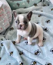Breeders like to send french bulldog puppies to their new homes when they are nine or 10 weeks old. French Bulldog Cute Frenchies