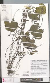 Image result for Nymphaea heudelotii