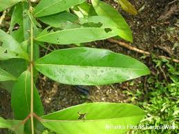Image result for Combretum acutifolium