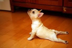 A Yoga Pose Cute Animals Upward Dog Dog Yoga
