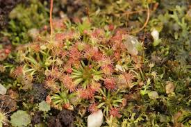Image result for Nesaea pygmaea