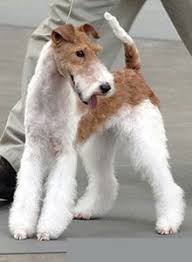 Fox Terrier Posando 03 21 Wire Fox Terrier Fox Terrier Wirehaired Fox Terrier