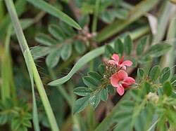Image result for Indigofera transvaalensis