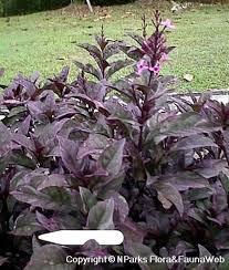 Image result for Pseuderanthemum