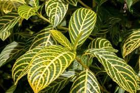 Image result for Senna petersiana