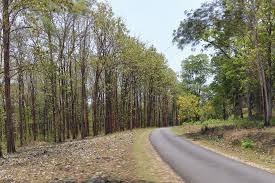 Most monoculture plantations in china tend to be made up of eucalyptus, bamboo or japanese cedar trees. Natural Forests More Reliable Than Monoculture Plantations For Sequestering Carbon Conservation India
