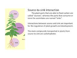 source to sink interaction ppt download