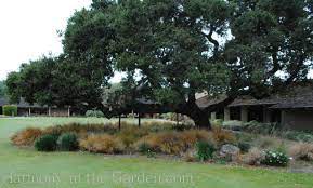 Leaves, branches, bark and acorns. Gardening Under Oaks Learning To Love Dry Shade Plants Another Before After Harmony In The Garden