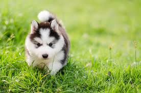 Husky puppies for sale siberian husky puppies husky puppy baby animals animal babies puppy husky cubs. 47 780 Best Siberian Husky Puppies Images Stock Photos Vectors Adobe Stock