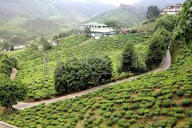 Cameron highlands is worth the journey from kuala lumpur. Local Issues To Fire Up Cameron Highlands By Election