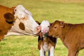 Cows Have Families Too Stop Tearing Them Apart Just For Your Diet Ausgestopftes Tier Lustige Tiere Susse Kuhe
