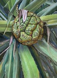 Image result for Pandanus sp. B
