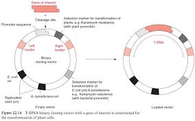 Plant cells have a cell wall, chloroplasts, plasmodesmata, and plastids used for storage, and a large central vacuole, whereas animal cells do not. Ti Plasmids Are Used As Transformation Vectors