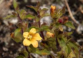 Image result for Alectra sessiliflora