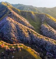 新疆伊犁杏花吐尔根杏花沟+大西沟杏花谷露营8日旅行