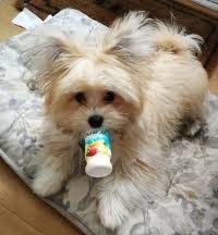 Maltipom Pros And Cons Malti Pom Health Issues
