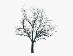 Transparent Winter Trees Png Free Transparent Clipart Clipartkey Our mother earth is blessed with varied trees, be it every day deciduous trees, native to america or gulmohars & mango. transparent winter trees png free