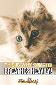 Felineliving Net Heavy Breathing Cat Cats Breathing Problems