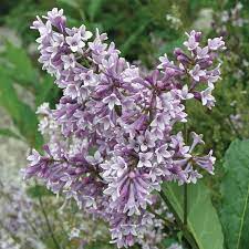Donald Wyman Lilac Hedge Buy Shrubs From Gurney S