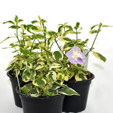 Image result for Asystasia