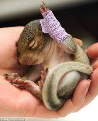 Slavenka Obi Hands Up If You Re Cute Baby Squirrel Cute Animals Animals Beautiful