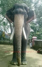 Thechikottukaavu ramachandran v/s mangalamkunnu karnan cherayi thalapokkam cherai elephant competition tallest. Karnan Wallpapers 639x997 Download Hd Wallpaper Wallpapertip