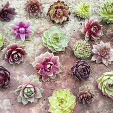 These flowers often cause misery for hay fever and environmental allergy sufferers. 50 Small Sempervivum Succulents Cuttings Simply Succulents
