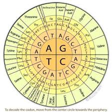 sequence of amino acids chart google search dna dna