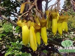 Inspiring new zealand stories plus advice on gardening, animals and diy projects. Native Plant Flowers Bushmansfriend