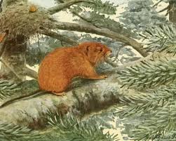 Image result for Volusia resupinata