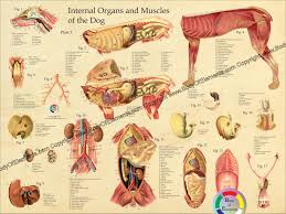 Image result for internal organs