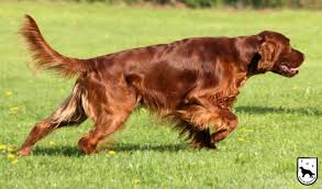 Owning a home is overwhelming. Setter Hunde Setter Zucht Verein Der Setterfreunde E V Setterfreunde
