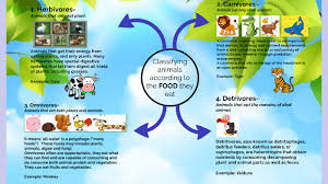 Animals that eat meat and plants are called 'omnivores'. Classifying Animals According To The Food They Eat By Maria Fernanda Penafiel Cox