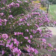 Image result for Blotiella crenata