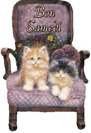 Résultat de recherche d'images pour "gif chaton"